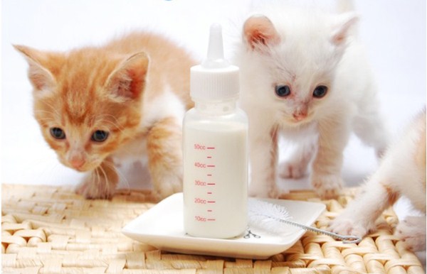 Mèo con bú sữa
